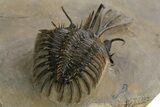 Trident Walliserops Trilobite - Exceptional Preparation #328635-5
